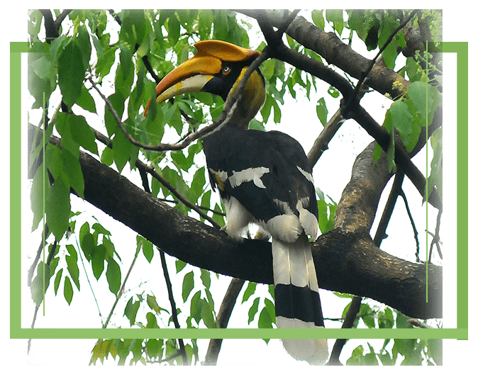 Birding at Manas National Park