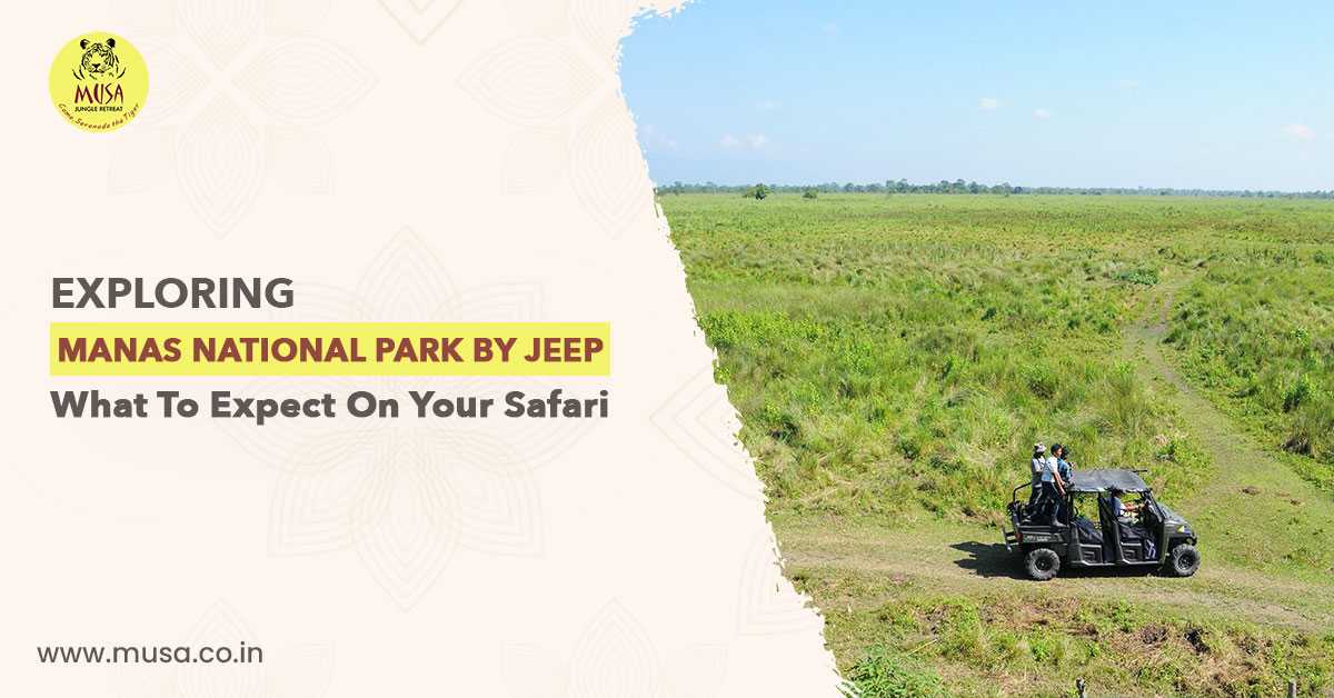 Exploring Manas National Park by Jeep: What to Expect on Your Safari